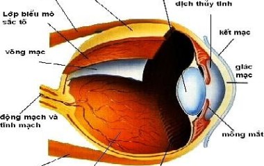 Những bệnh về mắt  rất đa dạng, một số có thể dẫn đến kết quả là mù lòa, chúng ta cần hiểu biết về chúng để bảo vệ đôi mắt quý giá của mình. Hôm nay quaythuoc.net xin giới thiệu các bạn một số bệnh nguy hiểm về mắt và cách điều trị. Đau mắt hột Là bệnh nguy hiểm...